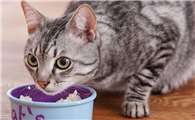 猫咪为什么会自己吃食物呢