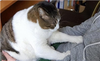 猫咪为什么总踩主人胳膊呢