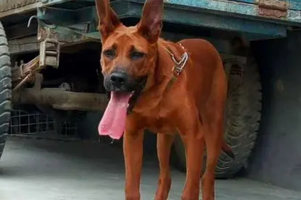 红犬饮食指南——营养均衡，喂养需谨慎！