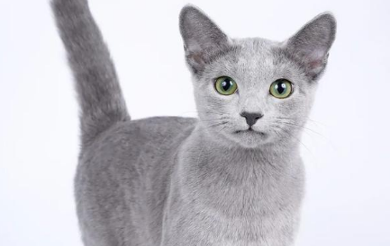 撞脸英短,世界三大蓝猫之一的沙特尔猫,不允许你还不了解它! 撞脸英短,世界三大蓝猫之一的沙特尔猫,不允许你还不了解它!