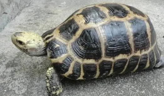 旱龟繁殖期一般在什么时候?需要注意什么? 旱龟繁殖期一般在什么时候?需要注意什么?
