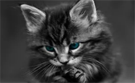 猫咪一直打喷嚏是感冒了吗怎么办