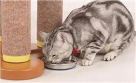 猫为什么会憋尿死亡啊