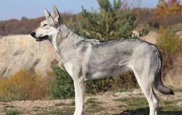 高狼犬是个什么品种