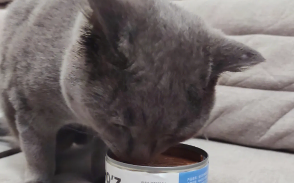 悦天有派猫罐头——让你的猫咪享受健康美味 悦天有派猫罐头——让你的猫咪享受健康美味