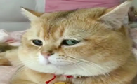 小猫咪为什么这么讨厌