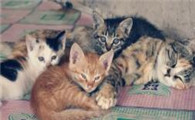 猫咪能吃生冷的鸡蛋吗