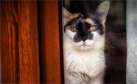猫咪为什么让主人摸头睡觉的原因