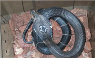 每天认识一种蛇—舟山眼镜蛇