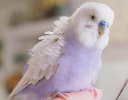 紫罗兰鹦鹉好养吗？来了解下吧