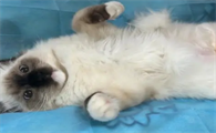 母猫要做绝育吗
