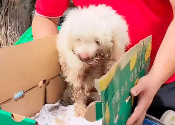 狗狗下巴被撞断无法进食，小哥好心收留一天，医生超高技术救活它