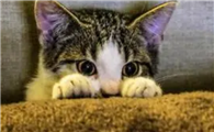 猫咪为什么突然害怕人呢
