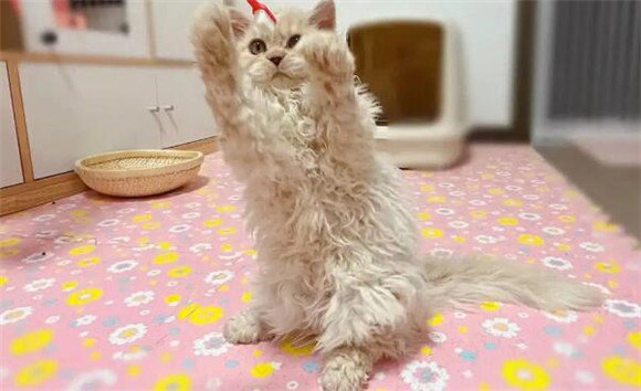 塞尔凯克卷毛猫和德文哪个好 塞尔凯克卷毛猫和德文哪个好