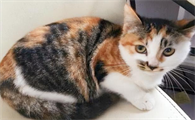 为什么家里的猫咪不好养呢