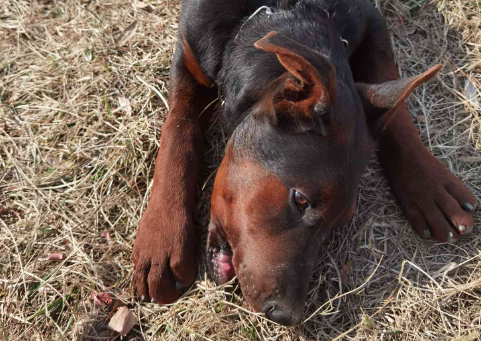 莱州红犬是什么狗狗,怎么才能养好它? 莱州红犬是什么狗狗,怎么才能养好它?