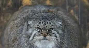 帕拉斯猫好不好养,怎么养? 帕拉斯猫好不好养,怎么养?