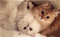 女性养公猫还是母猫比较好呢