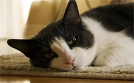 猫咪为什么睡觉时候黏人呢