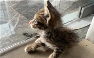 猫跑了一个月还会回来吗