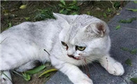 猫被打狠了会咋样