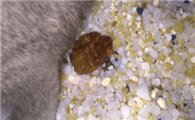 猫咪拉稀怎么缓解比较好