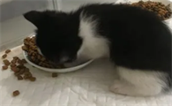 小猫吃撑了会怎么样啊