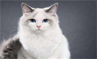 猫咪为什么单独放在床上呢