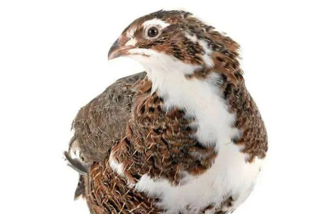 鹌鹑品种都有哪些?您适合饲养哪个品种? 鹌鹑品种都有哪些?您适合饲养哪个品种?