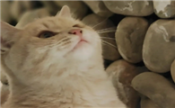 猫咪为什么会对人喵喵叫