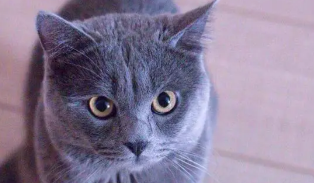 沙特尔猫是什么猫 沙特尔猫是什么猫