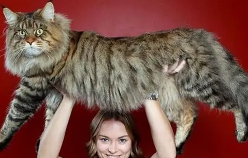 乌克兰巨猫真的存在吗 乌克兰巨猫真的存在吗