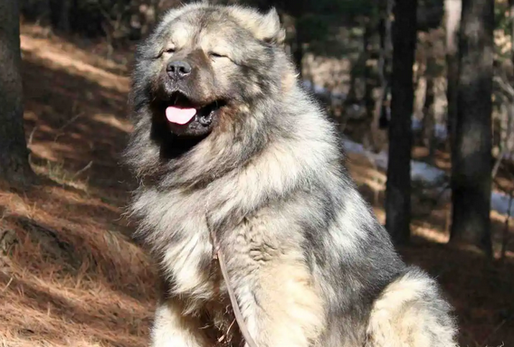 高加索犬战斗力怎么样啊 高加索犬战斗力怎么样啊