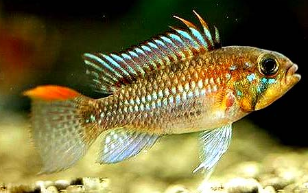 斑点短鲷：马克短鲷家族中等身材成员，你了解它的生长吗？