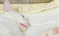 猫绝育以后为什么还在床上尿呢