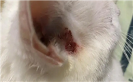 猫咪耳朵挠出血了该怎么办啊