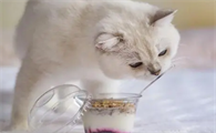 猫咪能不能喝酸奶呢