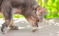 猫咪为什么不怕蟑螂