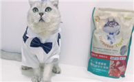 虎主任猫粮怎么样