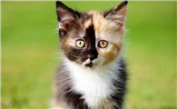 猫的颜色分哪几种