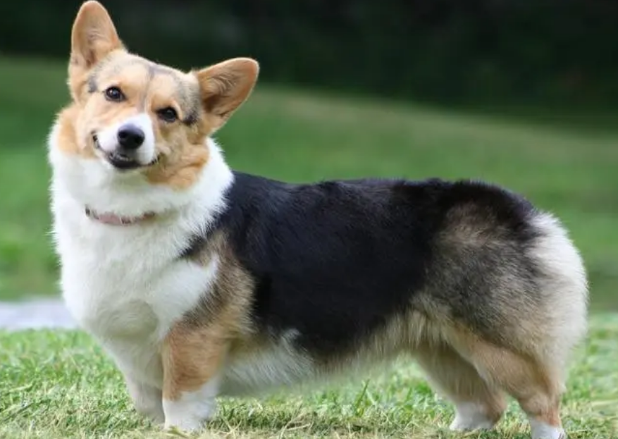 柯基犬一天喂几次最好