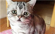 为什么看到猫就会哭呢