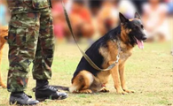 狗狗为什么不能当警犬狗