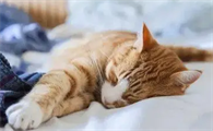 为什么猫咪不在人腿上睡觉啊