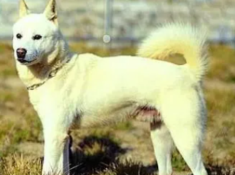 韩国珍岛犬的饲养指南