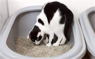 猫咪大便少了是为什么呢