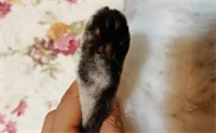 猫咪冬天脚黑疼是为什么啊