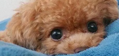 泰迪怎么样叫脱水啊 泰迪怎么样叫脱水啊