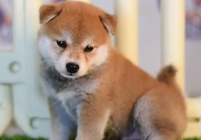 上海柴犬价格多少钱一只啊 上海柴犬价格多少钱一只啊