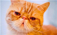猫为什么不能出眼泪了